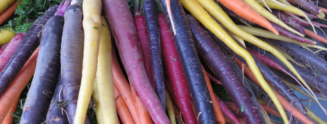 growing colored carrots